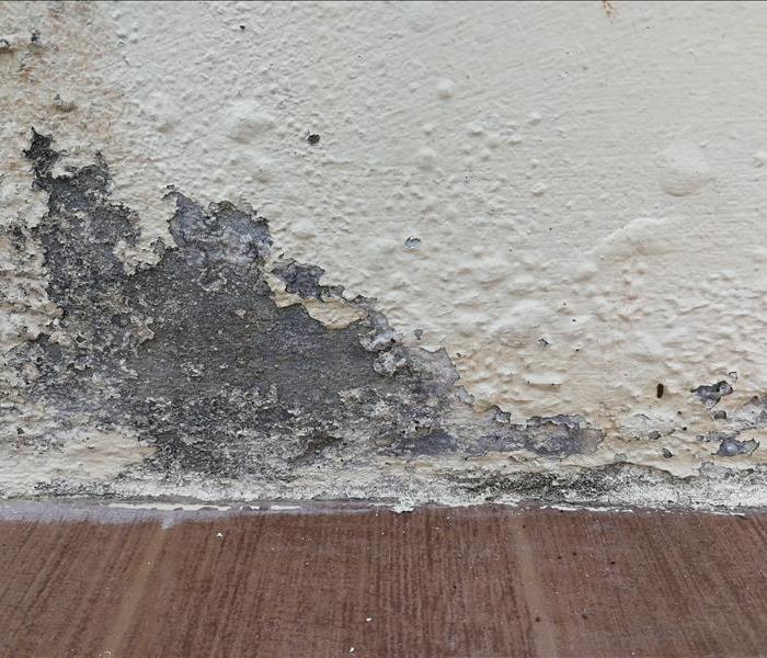 Mold growing on a basement wall.